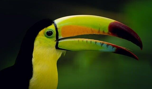 Unveiling the Magic of Mana: Explore a Lush Rainforest Rich in Indigenous Heritage and Wildlife Wonders!