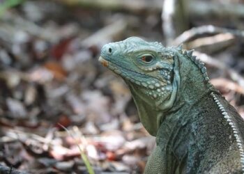 Discover Why the Cayman Islands is a Top Safe Haven: Insights on Firearms Laws and Medical Access