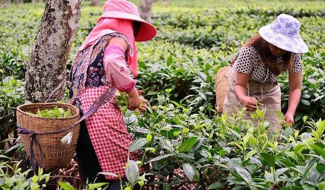 Unyielding Struggle: Rural Women’s Fight for Water in Central America
