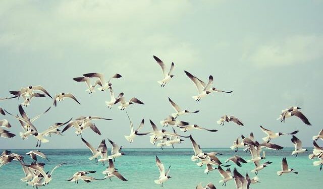 Unveiling the Thriving Ties Between Aruba, LATAM, and the United States